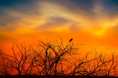 morning orange canada nature birds silhouette sunrise photography dawn early twilight nikon branches saskatchewan d800 canadianphotographer rokeby ianmcgregor ianmcgregorphotographycom