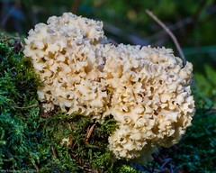   Cauliflower Mushroom  