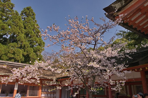 【写真】2013 桜 : 石清水八幡宮/2021-12-06/IMGP9729