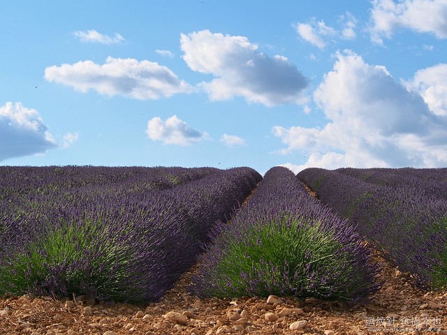 2013 Lavender@Valensole, Provence, France