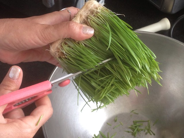 Cutting wheatgrass
