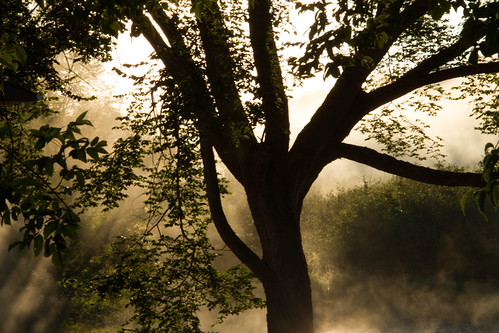 morning sunlight mist ontario canada tree leaves silhouette creek sunrise branches tripod dew plevna sigma18200 canoneos7d canon7d lightroom4 lightroom4processing
