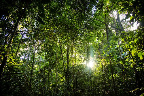 peru amazon science abs tamu biodiversity tambopata puertomaldonado madrededios 2013