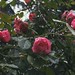 #��#rose#spiderweb#cobweb#蜘蛛网#InstaSize#rain#shanghai#雨#花#春天#春#spring#flower#上海 #蔷薇#vscocam #塘桥公园