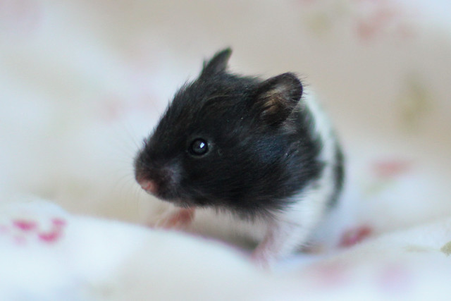 Þoka - Black Banded Syrian hamster | Flickr - Photo Sharing!