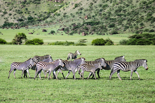 africa animals tanzania zebra arusha naturelandscape