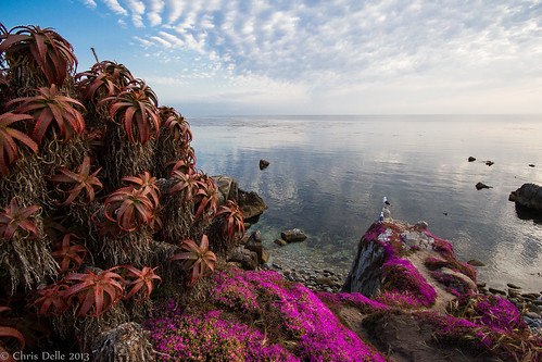 ocean california plants landscape purple 7d pacificgrove magiccarpet sigma1020mm 2013