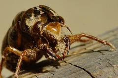 Close-up of dirt-covered empty cicada nymph shell (2013 Brood II, Magicicada septendecim, also called Pharaoh Cicada or the 17-year Locust) - 3