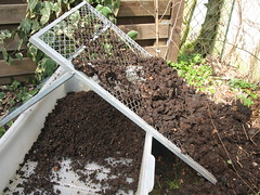Sieving the compost with a coarse sieve