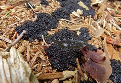 Slime Mold on old pine log (Myxomycetes)