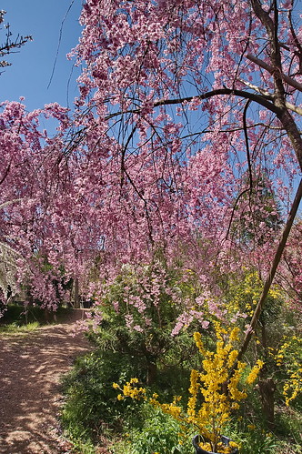 【写真】2013 桜 : 原谷苑（２）/2021-02-05/IMGP9967