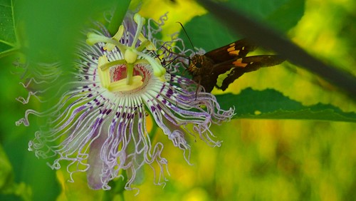 butterfly mississippi passionflower tatecounty
