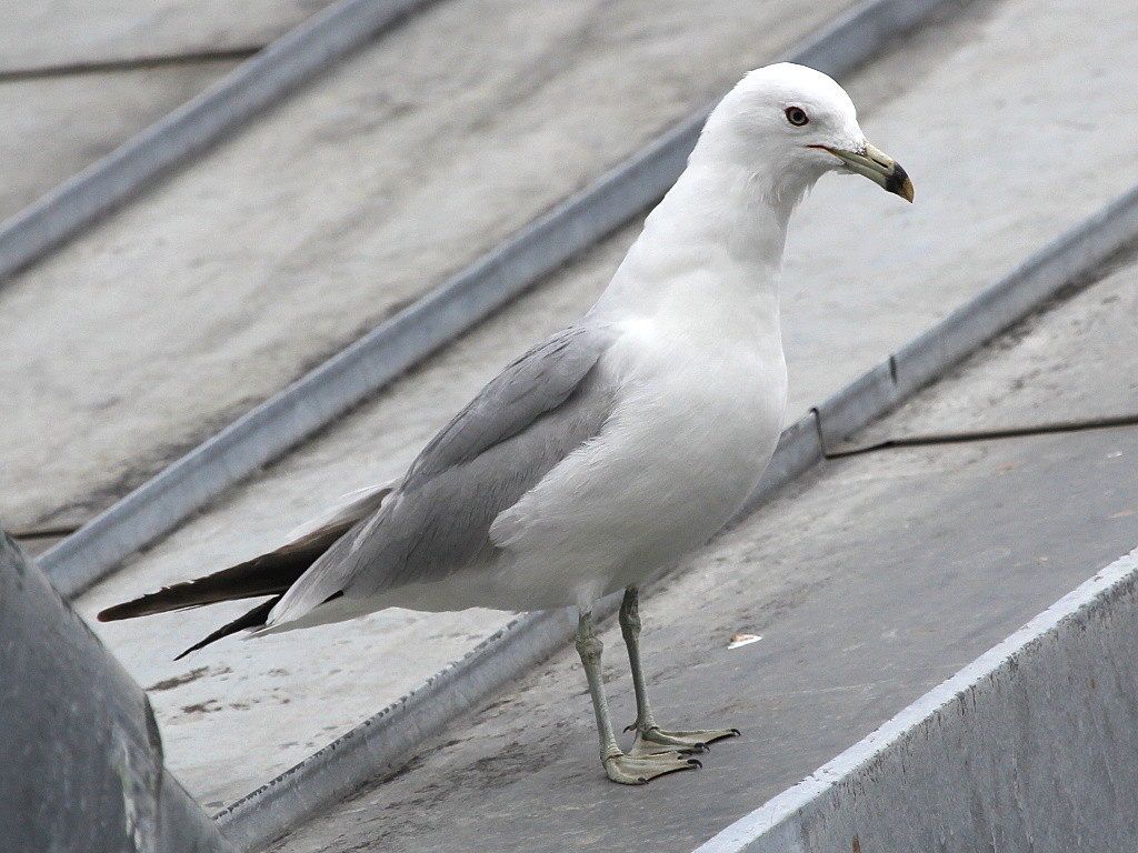 Photograph titled 'Ring-billed Gull'
