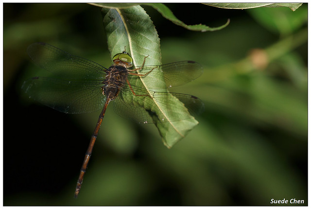 纖腰蜻蜓 Zyxomma petiolatum Rambur, 1842