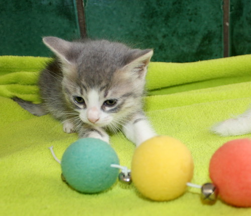 Kobu, gatito azul y blanco monísimo nacido en Abril´15, en adopción. Valencia. ADOPTADO. 17533806878_8c7ecda8fb