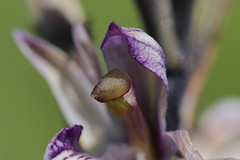 Violet Limodore - Limodorum abortivum - Photo of Neydens
