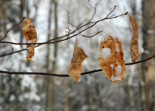 winter leaves