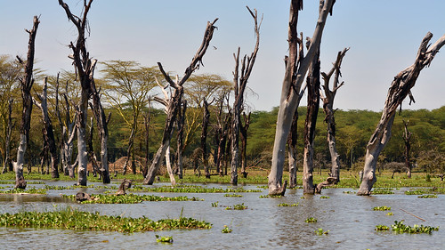kenya africa travel safari nature lake bogoria lakebogoria landscape