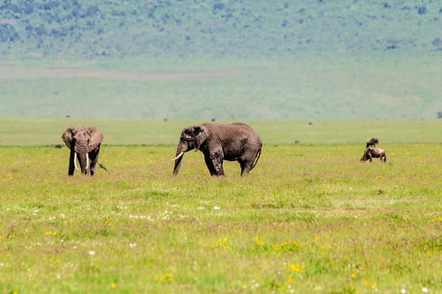 africa elephant animals tanzania arusha naturelandscape