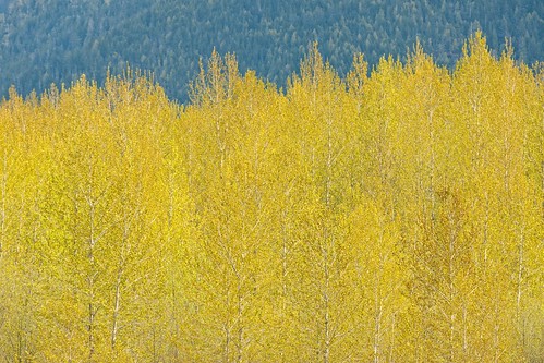 trees mountain yellow spring skeena canadapt