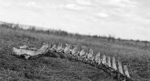 canada field dead skeleton spring alberta bones dear prarie stormfarm rockyviewcounty