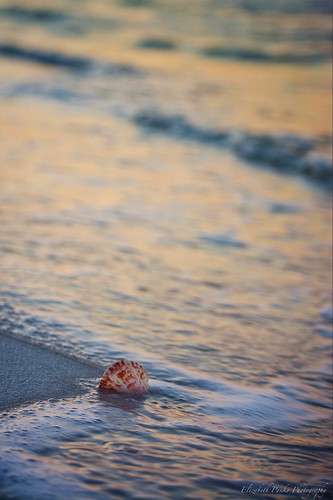 ocean beach sunrise nikon gulf florida shell destin seafoam sandestin d5200 uploaded:by=flickrmobile flickriosapp:filter=nofilter hiltonsandestinbeachgolfresortspa