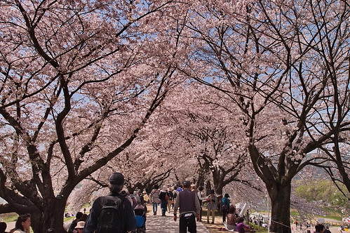 【写真】2013 桜 : 背割堤/2020-03-23/IMGP9660