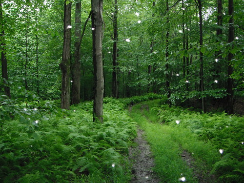 rain woods trail