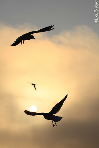sunset lake bird silhouette lago seagull varese gabbiani gavirate canonef100400mmf4556lisusm canoneos7d