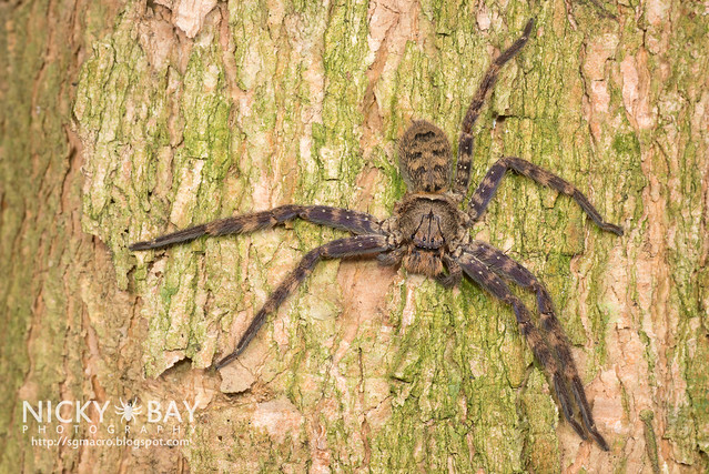 Huntsman Spider (Heteropoda lunula?) - DSC_1739