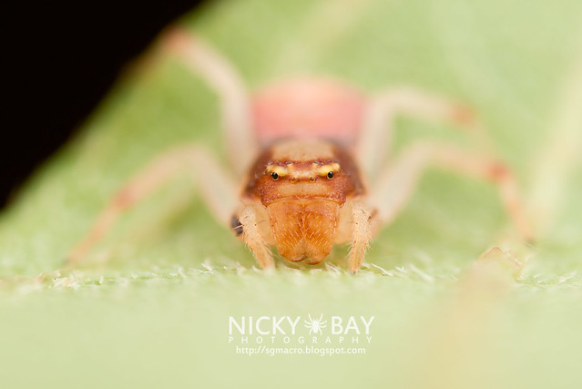 Crab Spider (Thomisidae) - DSC_2289