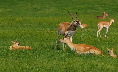 india animal mammal zoo arkansas antilope gentry blackbuck antilopecervicapra wildlifedrivethroughsafari