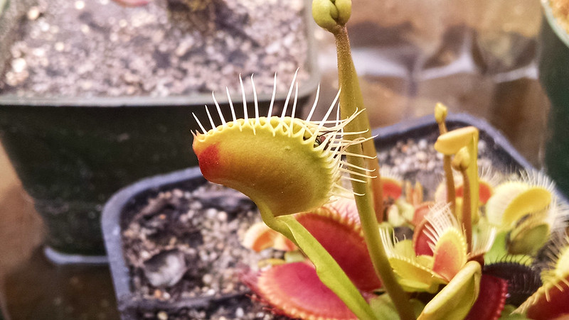 Dionaea 'B-52' with fly.