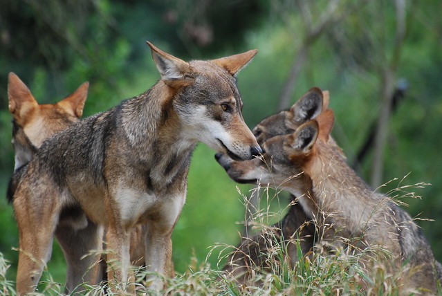 Red Wolf Species and Facts | Facts You Didn't Know About Red Wolves