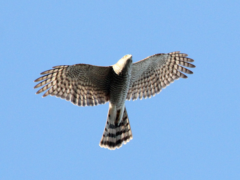 Photograph titled 'Eurasian Sparrowhawk'