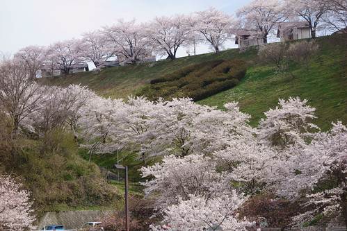 flower japan 桜 cherryblossom 日本 花 fukushima 福島 miharu 三春