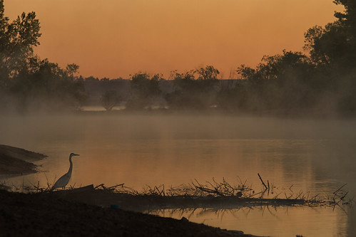 morning mist lake bird heron fog sunrise reflections landscape dawn colorado wildlife chatfieldlakestatepark