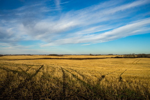 agricultural landscape manitoba wheat rapidcity canada ca