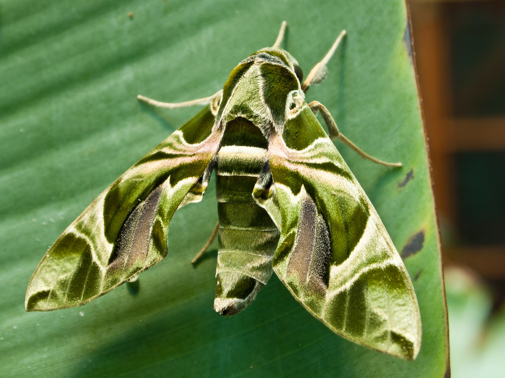 Oleander Hawk-moth (Moths of Singapore) · iNaturalist.org