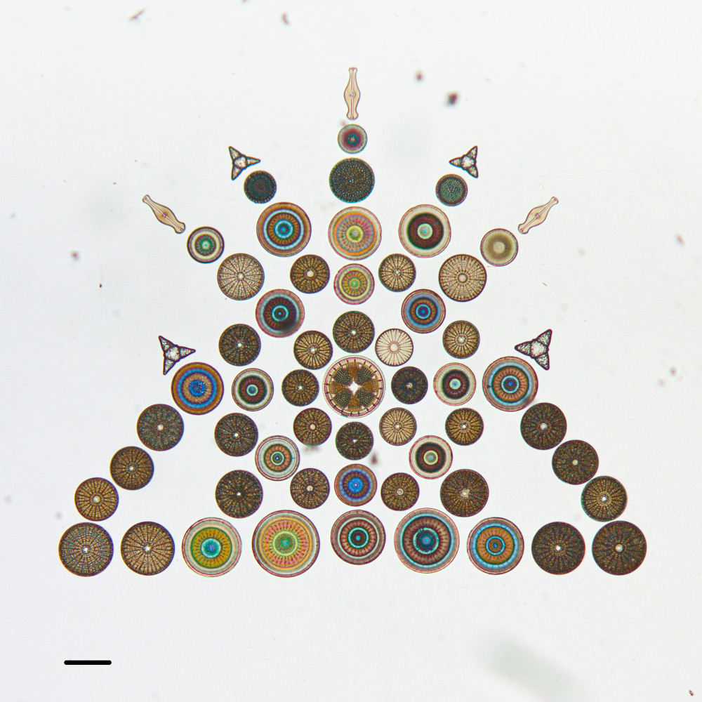 Arranged Diatoms on Microscope Slides in the California Academy of Sciences Diatom Collection