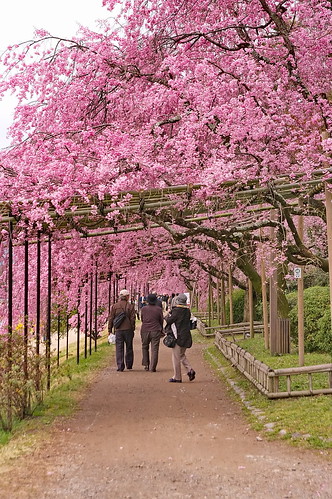 【写真】2013 桜 : 半木の道/2021-11-05/IMGP9508
