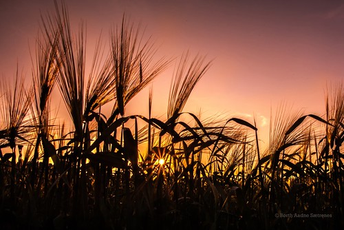 norway norge corn cornfield natur grain korn rogaland orre grainfield kornåker