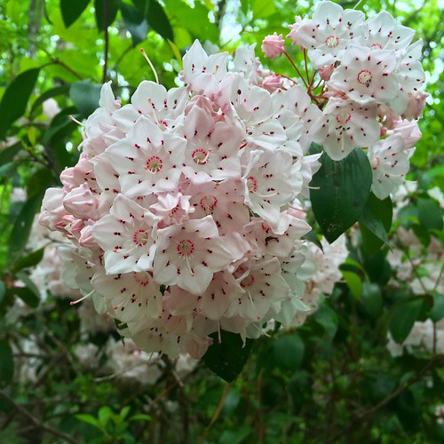 flower blossom hike tree