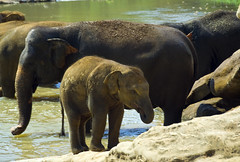 Pinnawela Elephant orphanage / sanctuary Sri Lanka