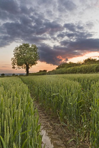 nottingham storm tree field barley clouds canon corn poppy mansfield 60d