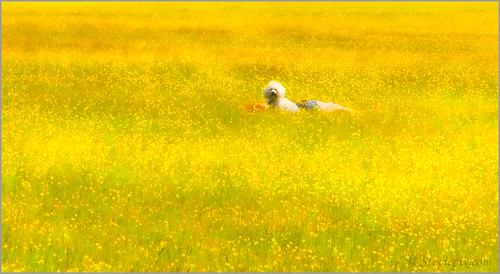 summer england june yellow landscape photo national trust hertfordshire ashridge aldbury 2013 steviepix