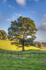 Tree in South Lakeland Cumbria. alex west photography