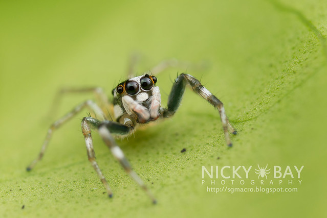Jumping Spider (Salticidae) - DSC_9385