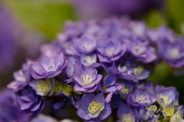 double lavender hydrangea flowers