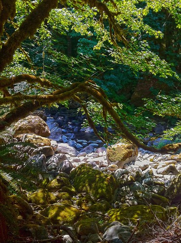 trees nature oregon river woods rocks oregoncoast streams ferns forests riverrocks portorford coosbay